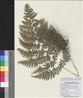 藏品(山蹄蓋蕨)的圖片